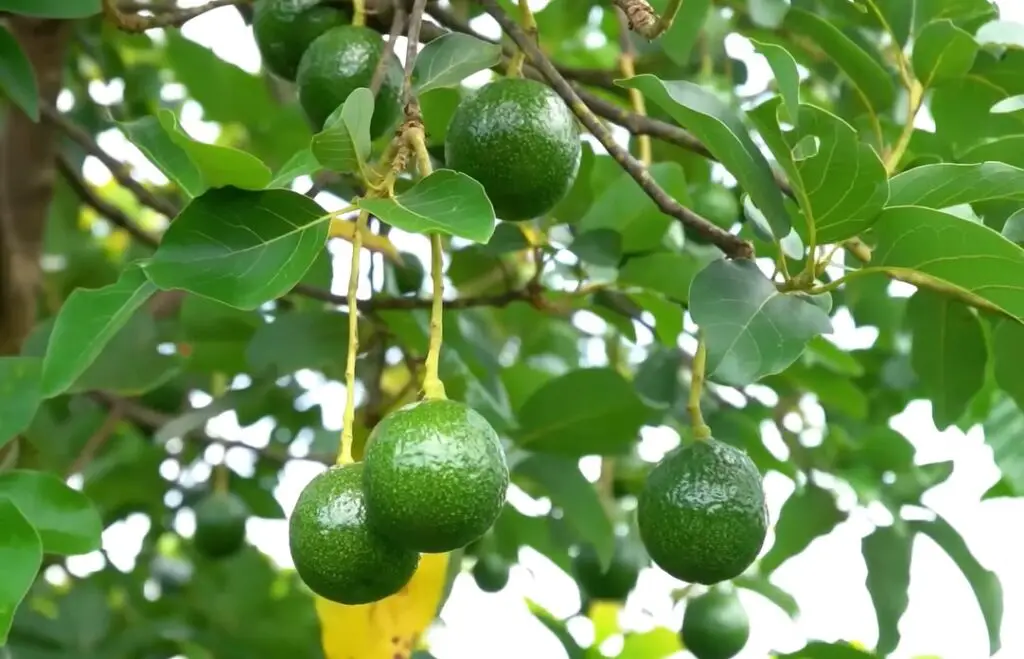 পাখিদের জন্য ক্ষতিকর বা প্রাণঘাতী ১০টি খাবার