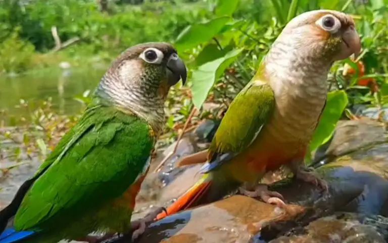 গ্রিন-চীকড কনিউর: একটি জনপ্রিয় এবং বন্ধুত্বপূর্ণ পোষা পাখি