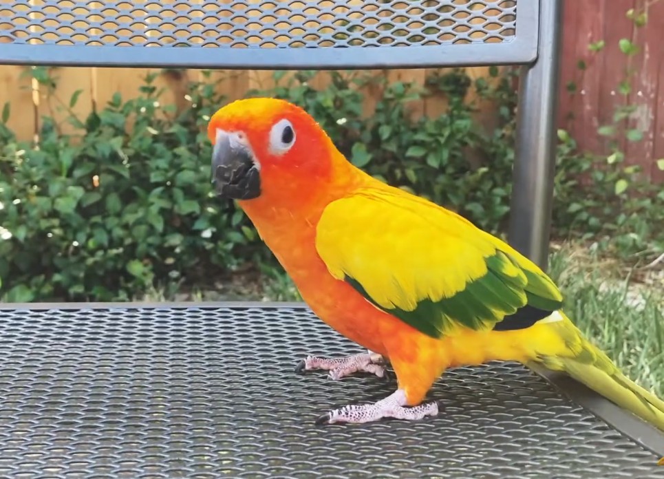 সান কনিউর পাখি 