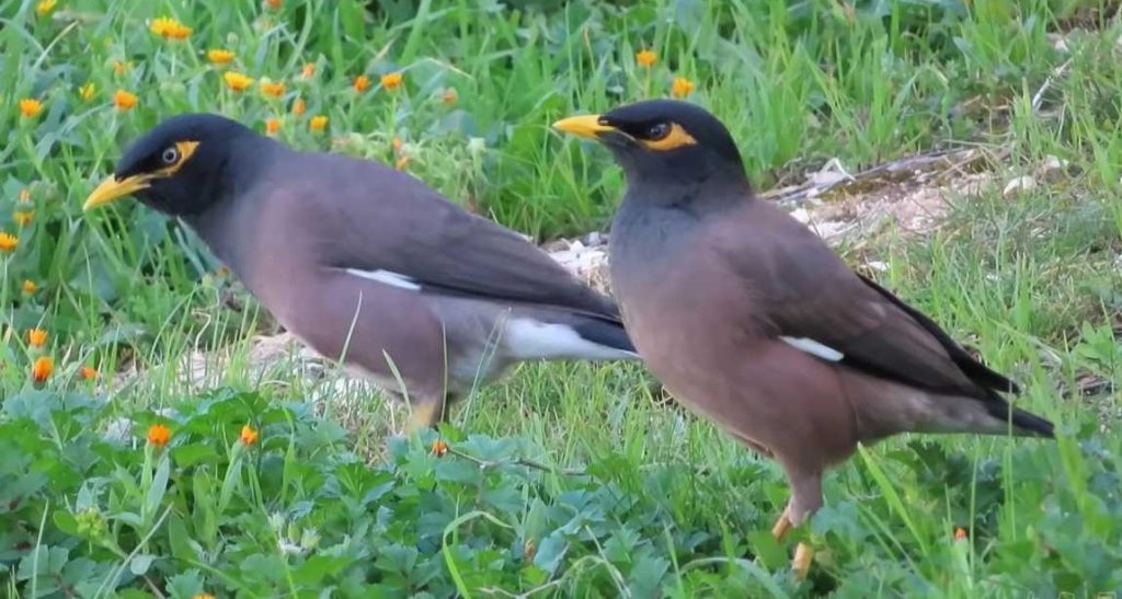 শালিক পাখি পালন পদ্ধতি 